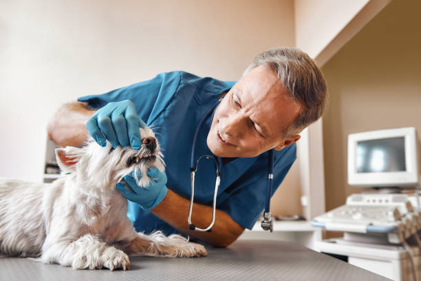 Best Urgent Dental Care in Ridgecrest, FL